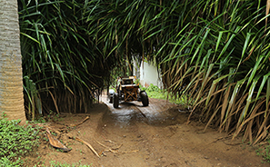 Mud Buggies : Rarotonga  : Business News Photos : Richard Moore : Photographer